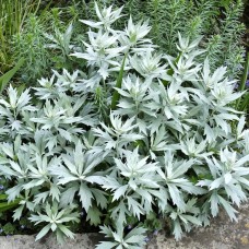 Artemisia / Kietis VALERIE FINNIS