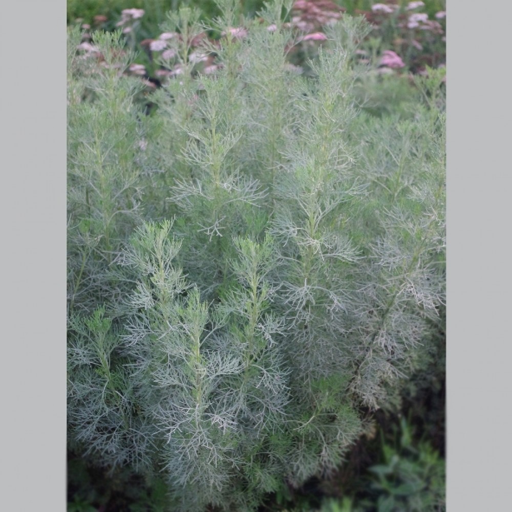 Artemisia abrotanum / Diemedis