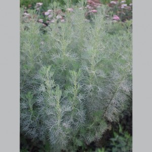 Artemisia abrotanum / Diemedis