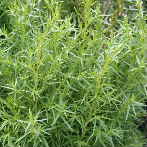 Artemisia / Kietis FRENCH TARRAGON