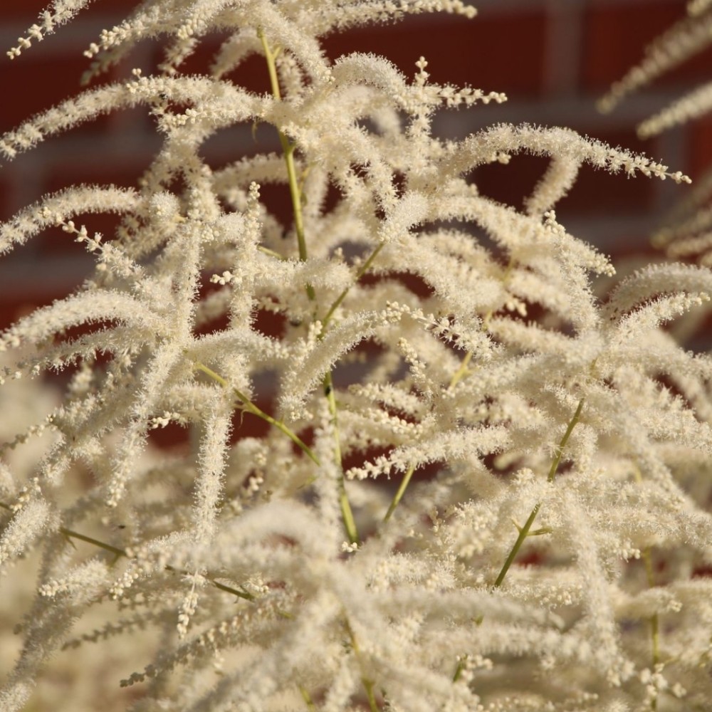 Aruncus / Arunkas WHIRLWIND