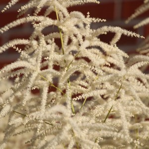 Aruncus / Arunkas WHIRLWIND