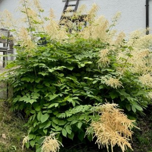 Aruncus / Arunkas WHIRLWIND