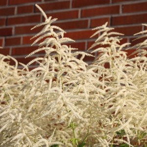 Aruncus / Arunkas WHIRLWIND