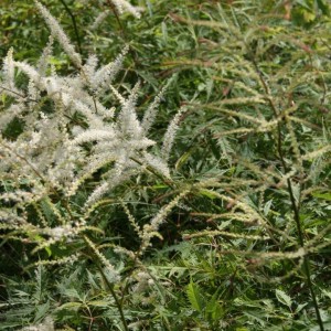 Aruncus / Arunkas WHIRLWIND