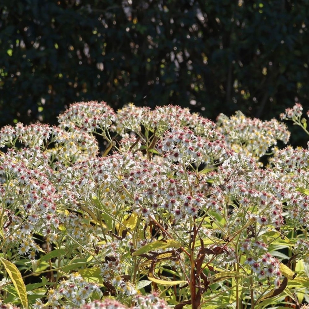 Aster / Astras AGLENI
