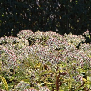Aster / Astras AGLENI