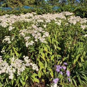 Aster / Astras AGLENI