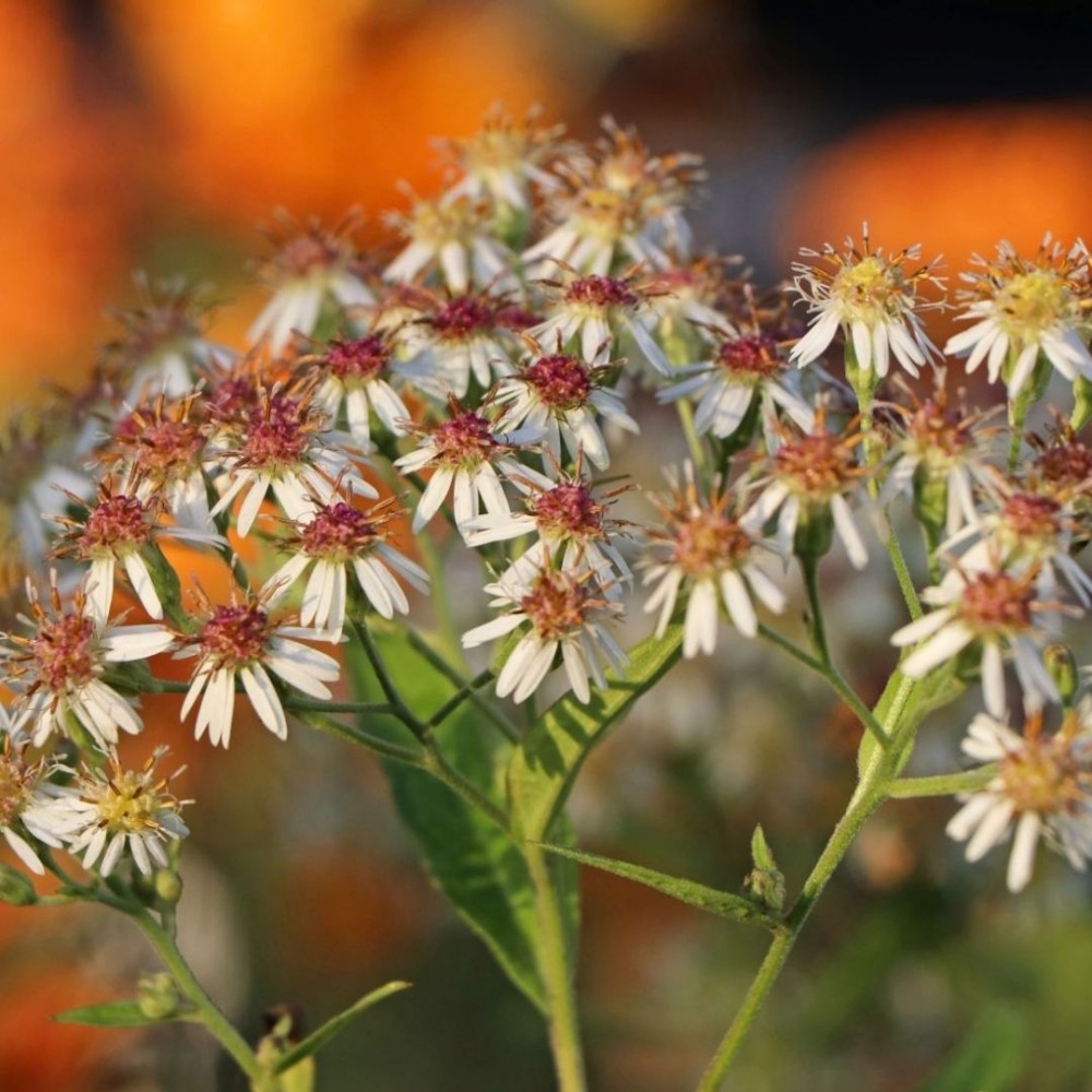 Aster / Astras AGLENI