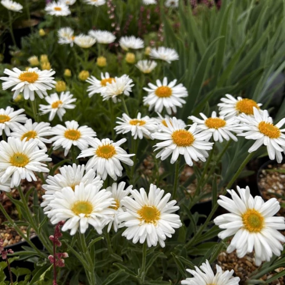 Aster / Astras ALBUS