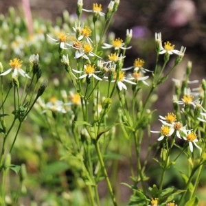Aster / Astras ALBUS