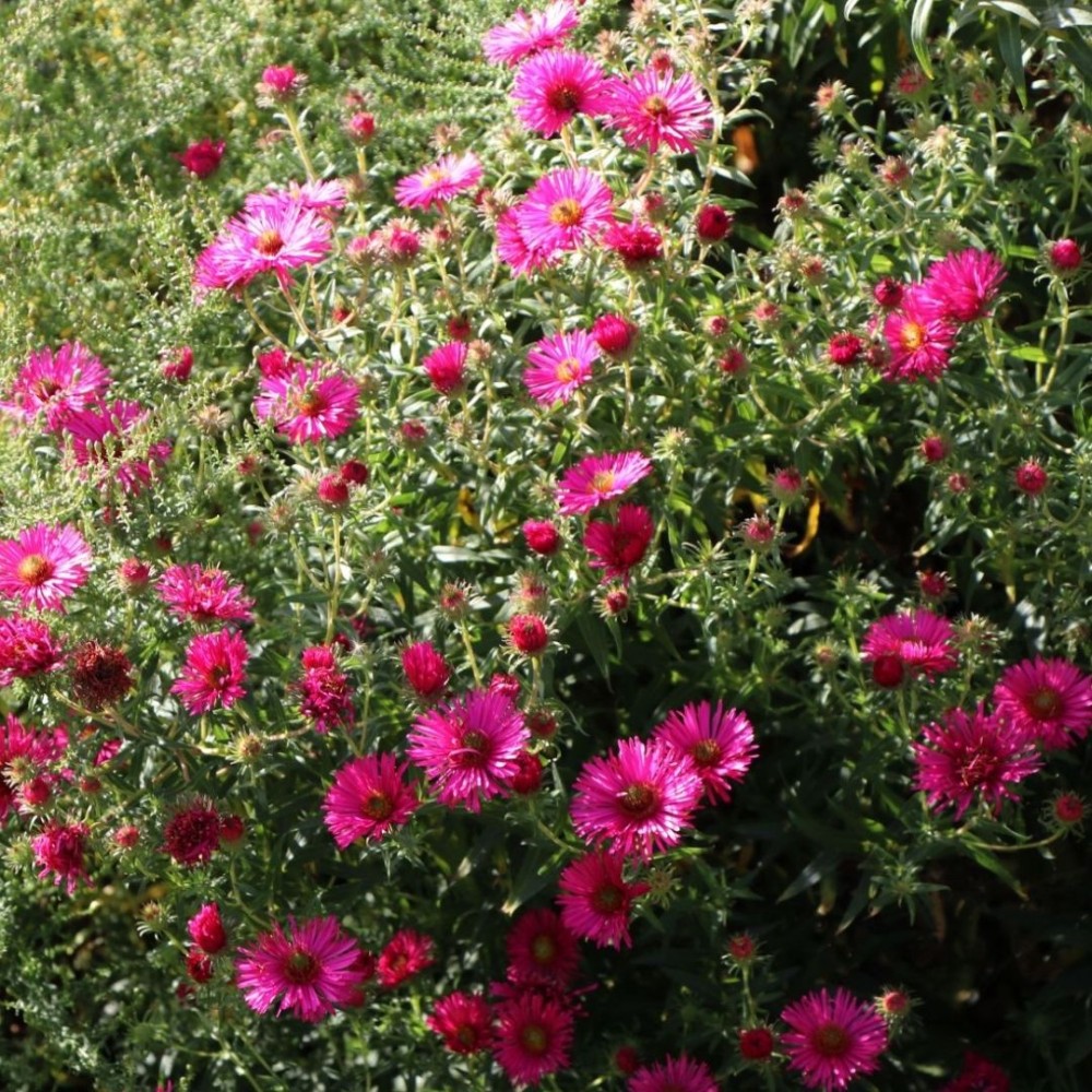 Aster / Astras ALMA POTSCHE