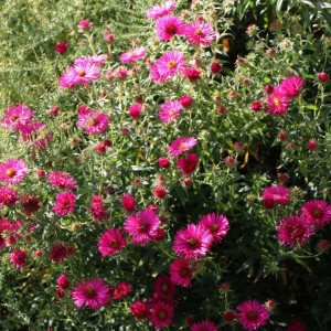 Aster / Astras ALMA POTSCHE