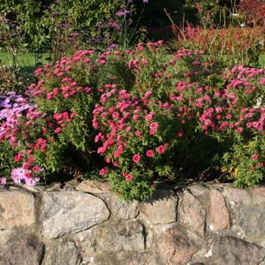Aster / Astras ALMA POTSCHE