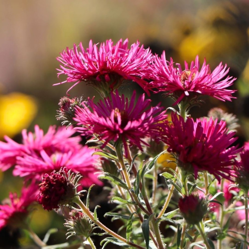 Aster / Astras ALMA POTSCHE
