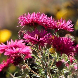 Aster / Astras ALMA POTSCHE