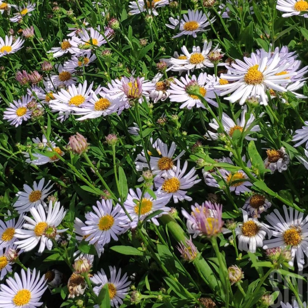 Aster / Astras ALTWEIBERSOMMER