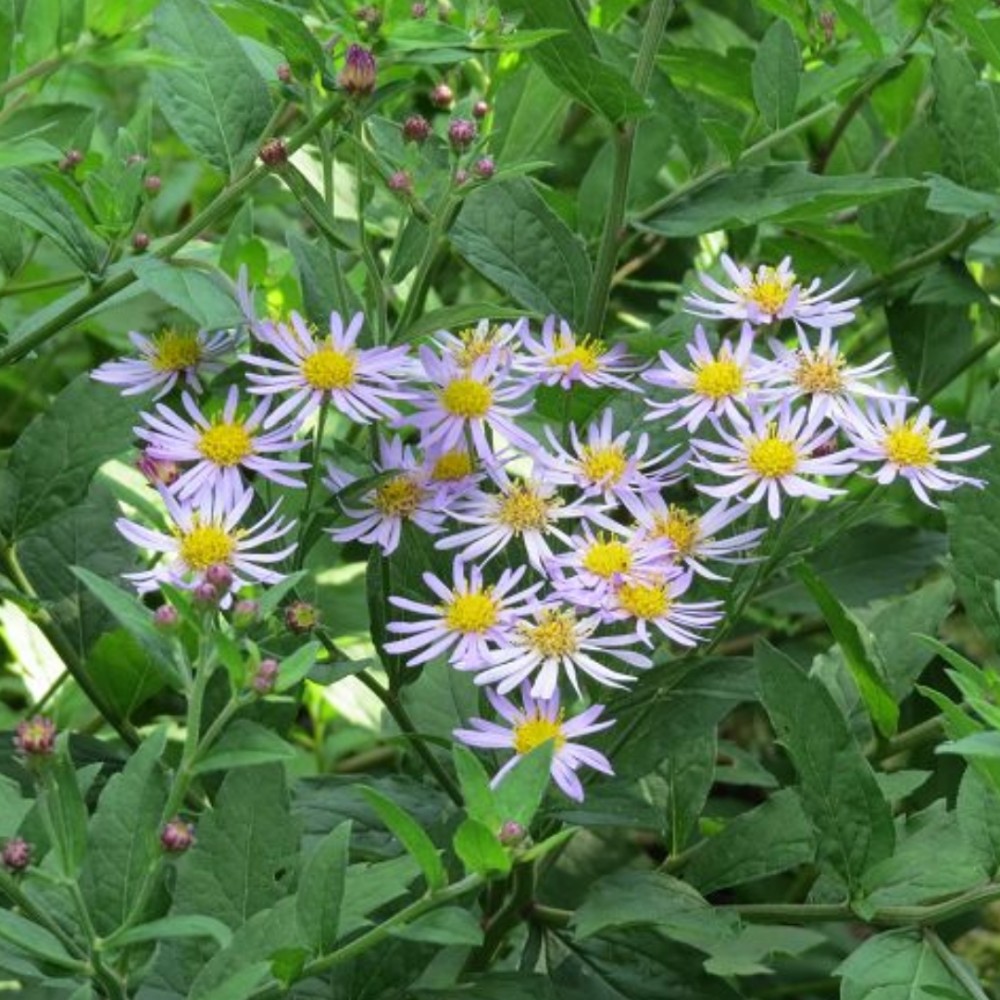 Aster / Astras ALTWEIBERSOMMER
