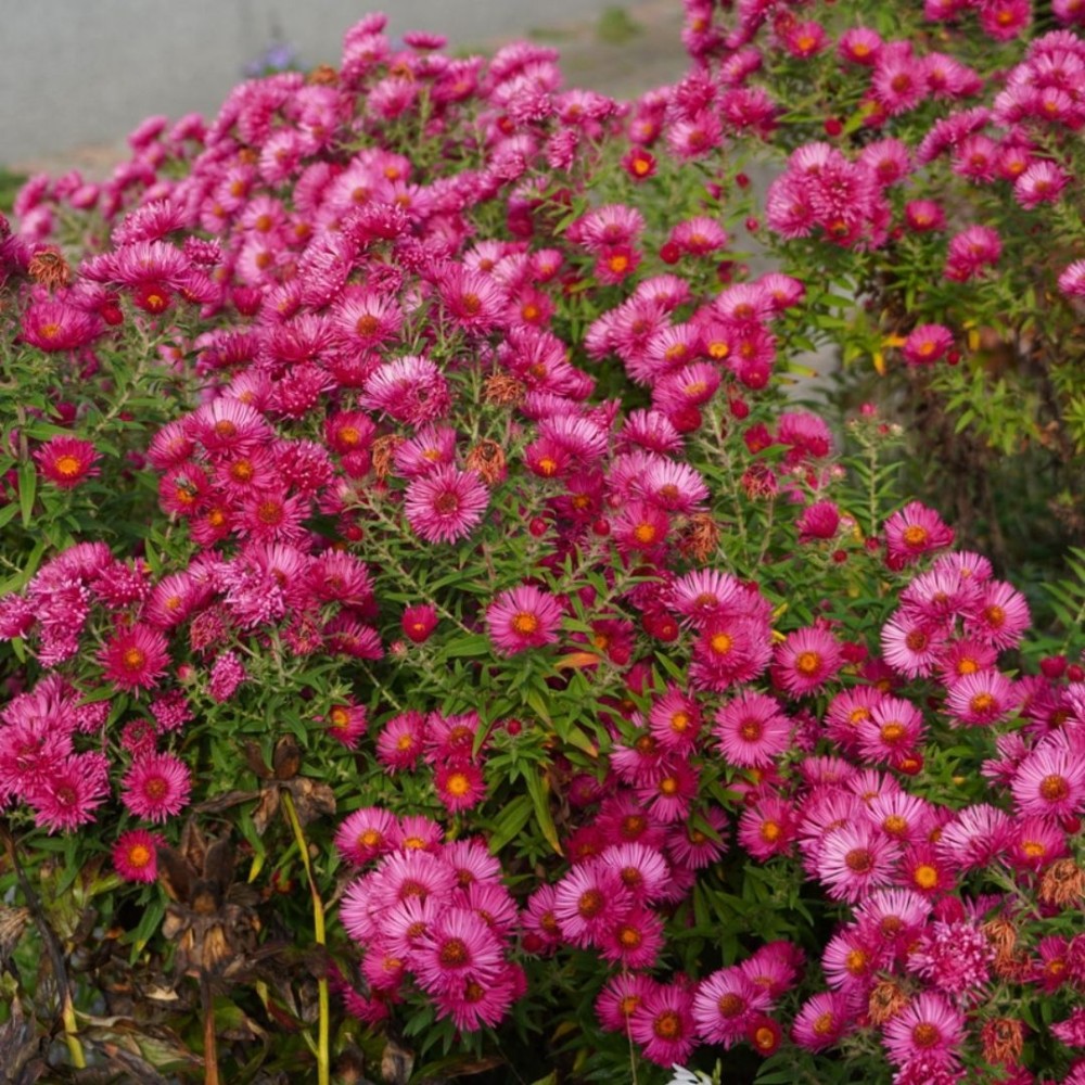 Aster novae-angliae / Astras šiurkščialapis ANDENKEN AN ALMA POETSCHKE