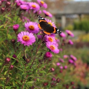 Aster novae-angliae / Šiurkščialapis astras ANDENKEN AN PAUL GERBER