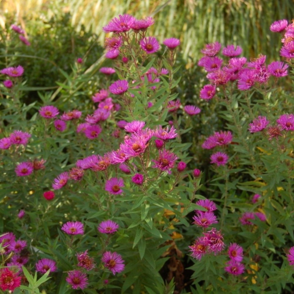 Aster novae-angliae / Šiurkščialapis astras ANDENKEN AN PAUL GERBER