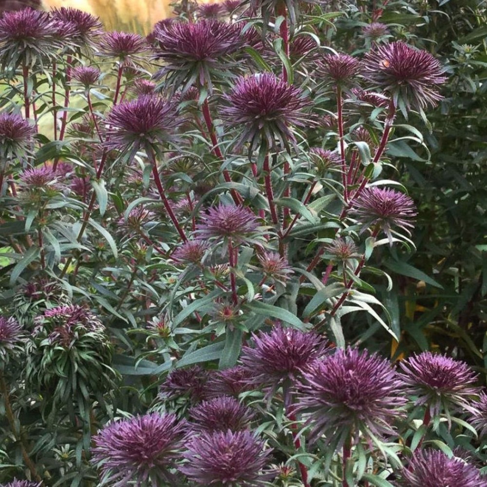 Aster / Astras ANN LEYS