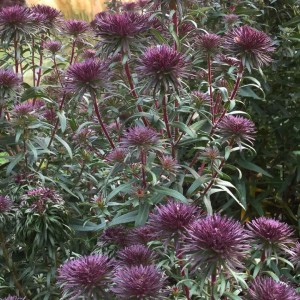 Aster / Astras ANN LEYS
