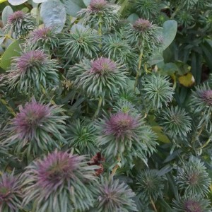 Aster / Astras ANN LEYS