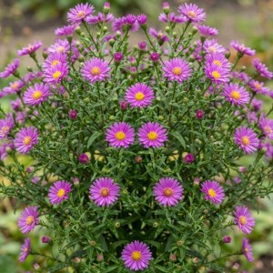 Aster / Astras ANNEKE
