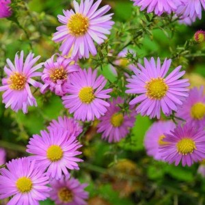Aster / Astras ANNEKE