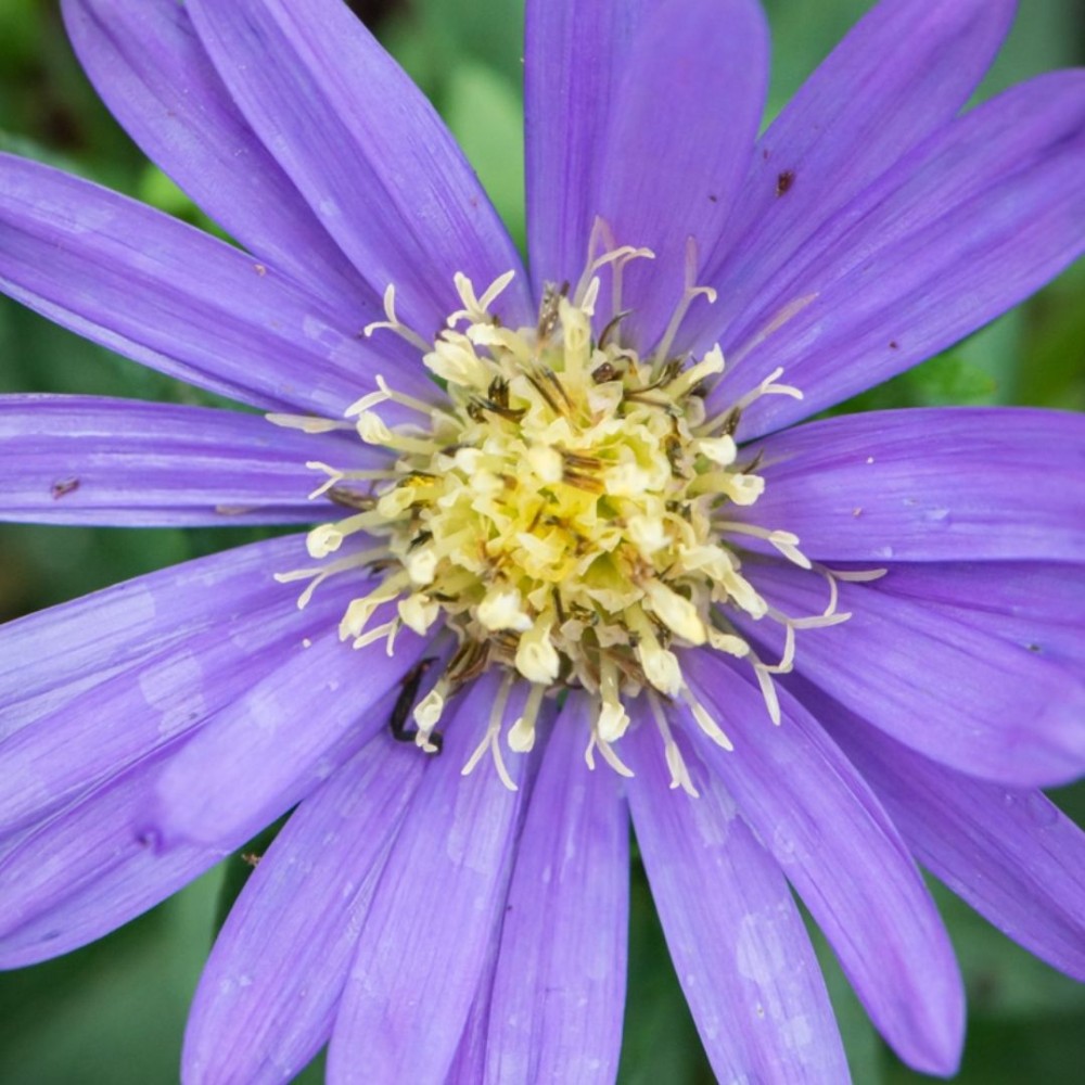 Aster / Astras AQUA SAPHIRE