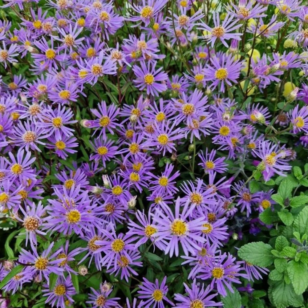 Aster / Astras AUGUST SKY