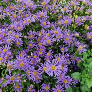 Aster / Astras AUGUST SKY