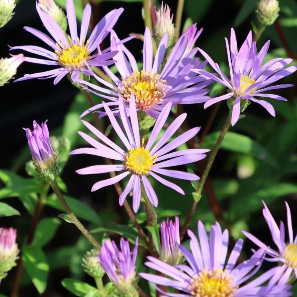 Aster / Astras AUGUST SKY
