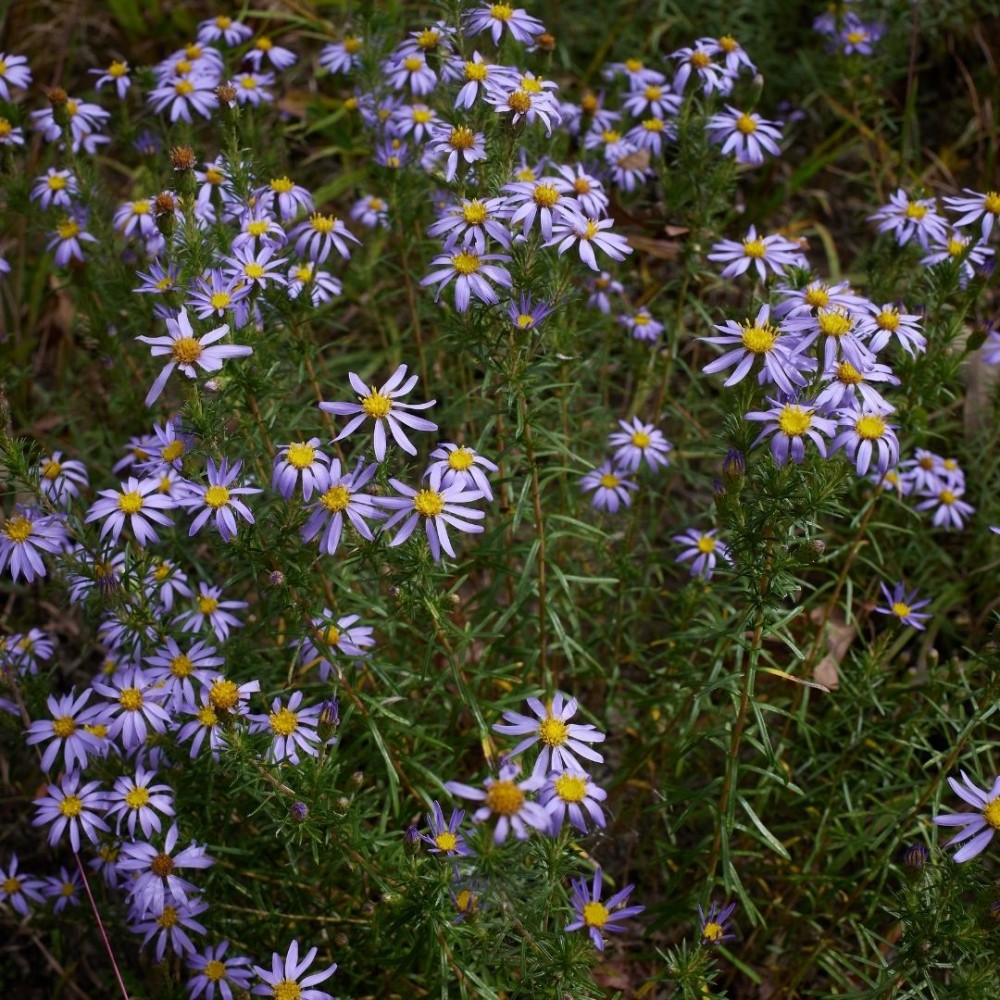 Aster linariifolius / Lininialapis astras