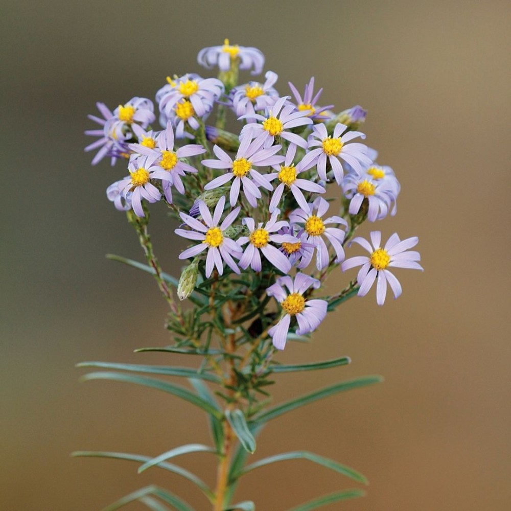 Aster linariifolius / Lininialapis astras