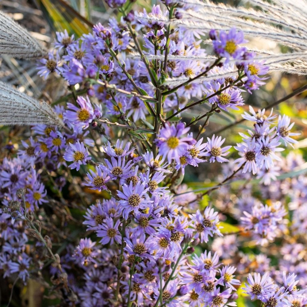 Aster tataricus / Totorinis astras