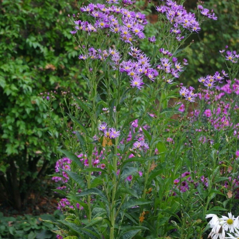 Aster tataricus / Totorinis astras