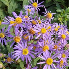 Aster / Astras AUGUST SKY