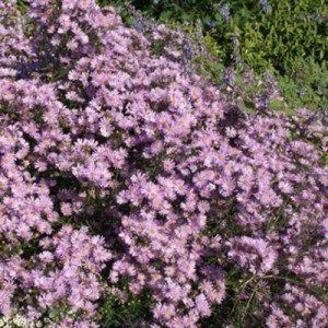 Aster / Astras PINK STAR