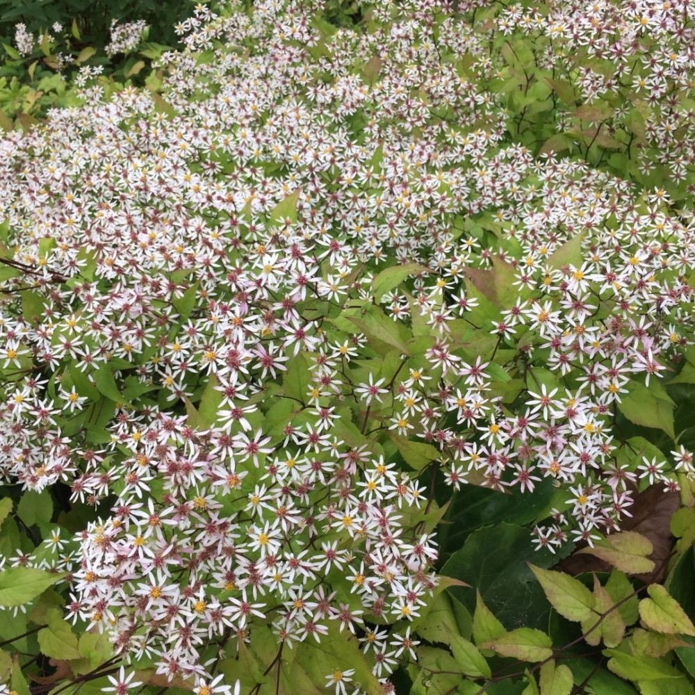 Aster divaricatus / Skėstašakis astras BETH