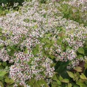 Aster divaricatus / Skėstašakis astras BETH