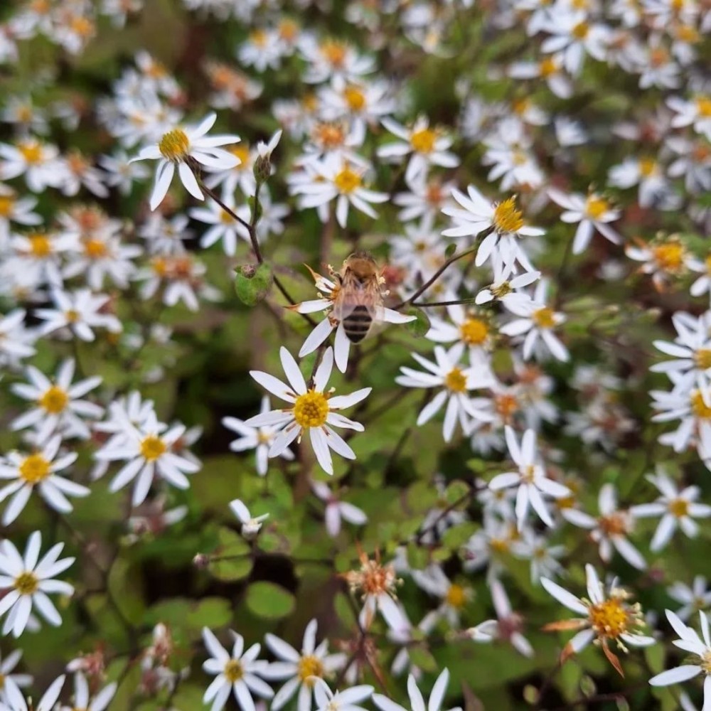 Aster divaricatus / Skėstašakis astras BETH