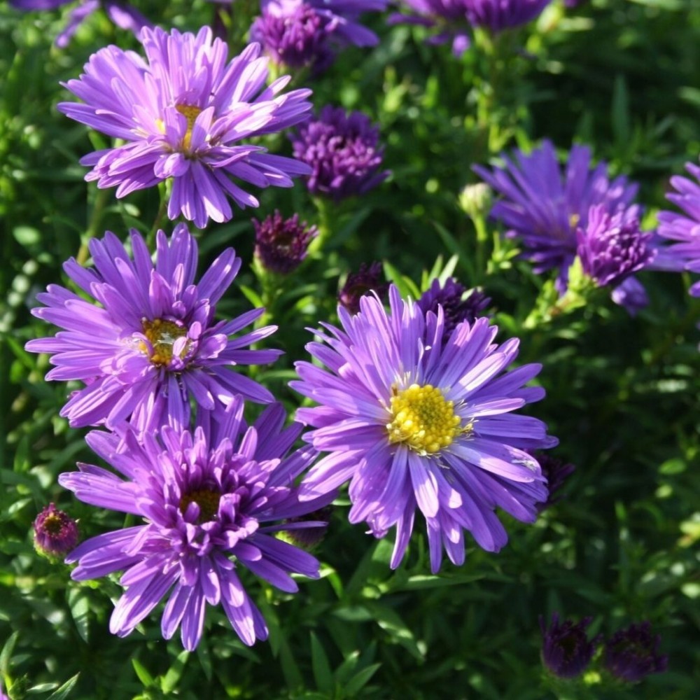 Aster / Astras BLUE LAPIS