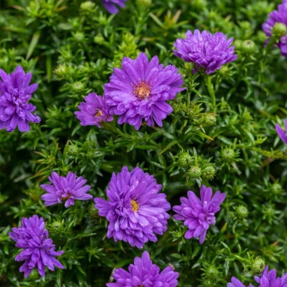 Aster / Astras BLUE LAPIS