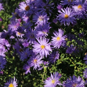 Aster / Astras CALLIOPE