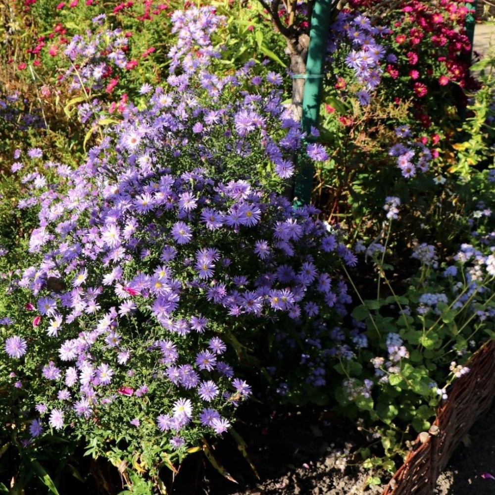 Aster / Astras CALLIOPE