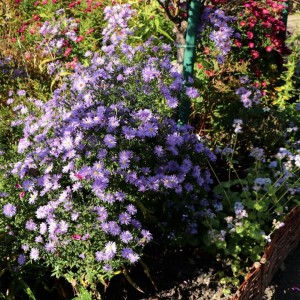 Aster / Astras CALLIOPE