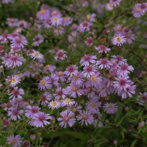 Aster / Astras COOMBE FISHACRE