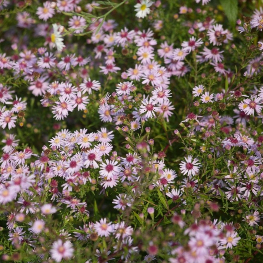 Aster / Astras COOMBE FISHACRE